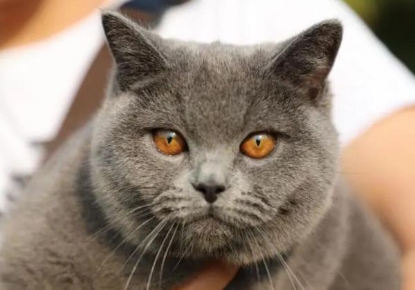 蓝猫是什么品种？另类的宠物选择？