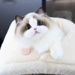 纯种布偶猫赛级海双蓝双宠物活体长毛幼崽蓝眼睛活物布偶猫幼猫咪