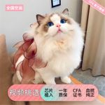 纯种布偶猫幼猫长毛仙女猫双海蓝眼睛活体家养宠物猫CFA血统赛级
