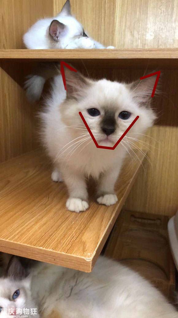 【深入了解布偶猫】今天来讲一下布偶猫这个品种