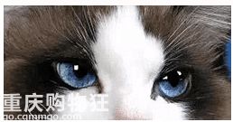 【深入了解布偶猫】今天来讲一下布偶猫这个品种