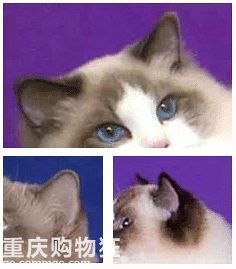 【深入了解布偶猫】今天来讲一下布偶猫这个品种