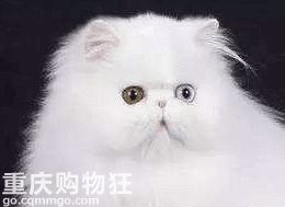 【深入了解布偶猫】今天来讲一下布偶猫这个品种