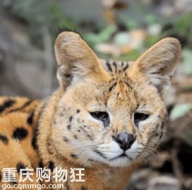 【深入了解布偶猫】今天来讲一下布偶猫这个品种