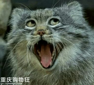 【深入了解布偶猫】今天来讲一下布偶猫这个品种