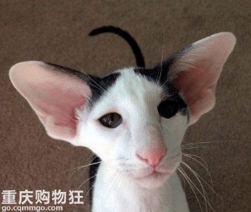 【深入了解布偶猫】今天来讲一下布偶猫这个品种