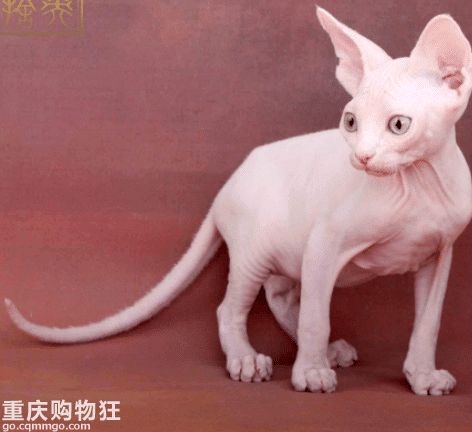 【深入了解布偶猫】今天来讲一下布偶猫这个品种