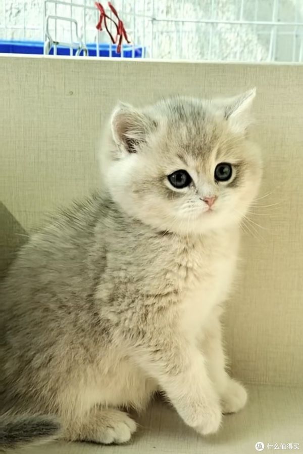 每天了解一种猫布偶小猫咪