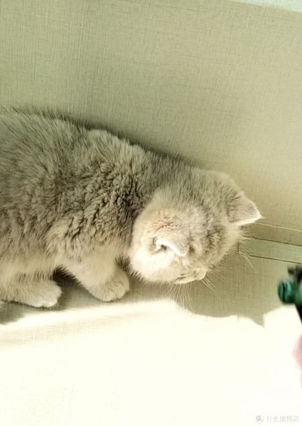每天了解一种猫布偶小猫咪