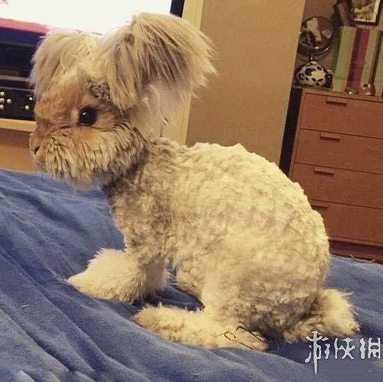 游侠网