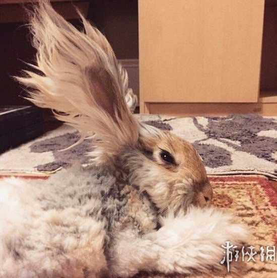 游侠网