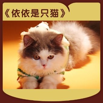 依依是只猫
