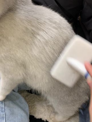 依宝宠物旗舰店:终于等到一款宠物牛奶了,猫猫狗狗都能喝,满足毛孩子所有营养需求.