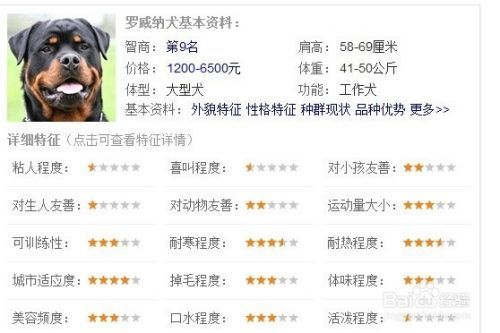 家养宠物狗排名
