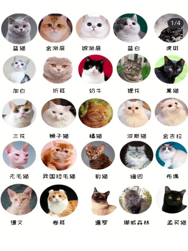 25种猫咪品种大全，一秒认全了解优缺点含价格#萌宠好物 #萌宠出道计划 #猫咪 #科学养宠攻略 #宠物知识