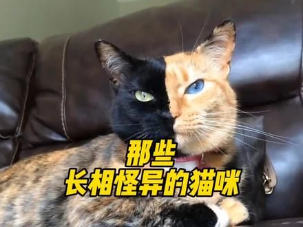 长相奇特的猫咪，#看一遍笑一遍 #这样的猫猫你们见过吗 #萌猫趣事