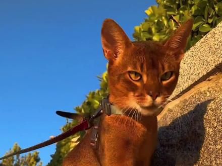 全世界最稀有的5种猫，捡到就是赚到！#稀有猫咪品种 #阿比西尼亚猫 #挪威森林猫 #美国卷耳猫 #宠物知识 