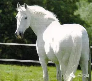犹豫的白马