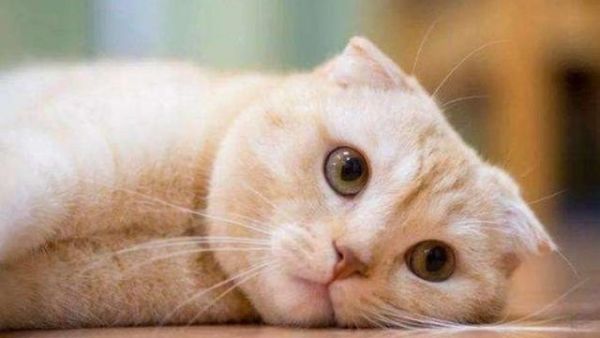 猫为什么不怕踩玻璃_两个月的猫咪能跳高了吧