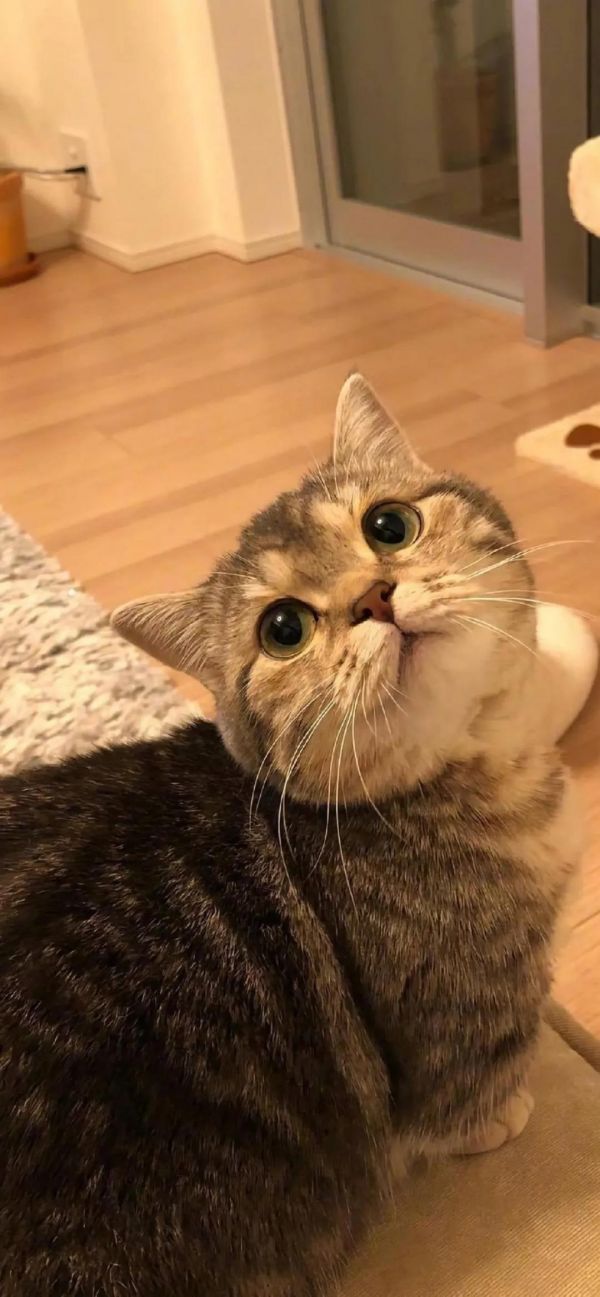无辜纯真眼神的猫咪可爱手机壁纸图片