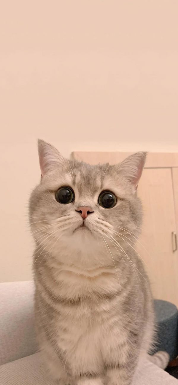 呆萌可爱宠物猫手机壁纸图片