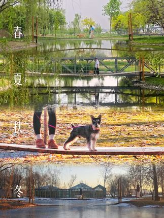 兽喜镇|狗狗的大乐之野:和狗狗一起,走过这座摇摇桥的四季。#狗狗托管班 #寄养 #萌宠日常记录 #北京宠物寄养 #宠物酒店