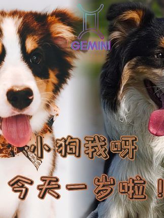 兽喜镇|狗狗的大乐之野:软萌偶像练习生变身英气追风少年#狗狗托管班 #寄养 #萌宠日常记录 #宠物酒店 #小狗生日快乐