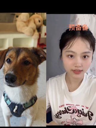 兽喜镇|狗狗的大乐之野:和 @可爱屁张大美 一起 #合拍 #狗狗托管班 #寄养 #萌宠日常记录 西影帝最后耍大牌罢工了