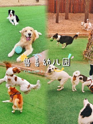 兽喜镇|狗狗的大乐之野:在小狗幼儿园享受热辣滚烫的汪生#狗狗托管班 #抓拍小狗的瞬间 #萌宠日常记录 #宠物酒店 #寄养