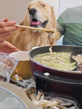 兽喜镇|狗狗的大乐之野:只要你松筷,我立马冲上去#狗狗托管班 #金毛 #萌宠日常记录 #寄养 #宠物酒店