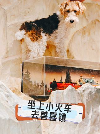 兽喜镇|狗狗的大乐之野:狗狗春节寄养,主打Chill, Safe & Healthy #狗狗托管班 #寄养 #狗狗 #宠物酒店 #狗狗寄养
