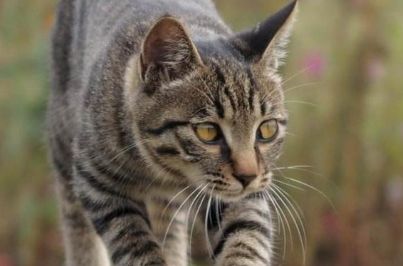 狸花猫走红揭秘：独特魅力引领宠物新风尚