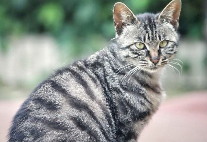 狸花猫走红揭秘：独特魅力引领宠物新风尚