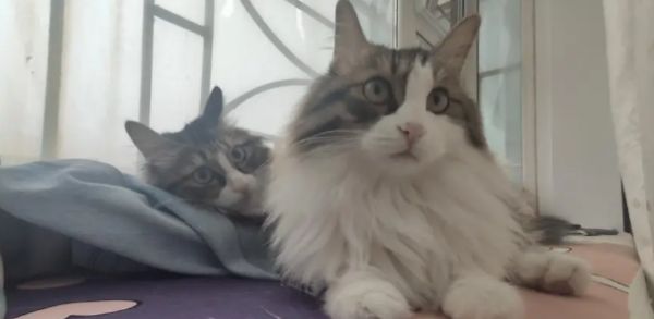 长毛狸花猫和缅因猫幼猫的区别对比