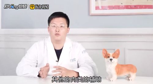 宠物狐狸怎么饲养