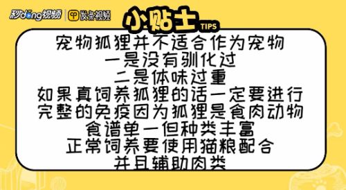 宠物狐狸怎么饲养