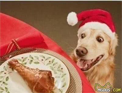 狗狗们吃生食和熟食的区别，其实混搭是最好的了！