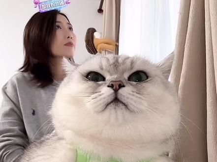 芬儿太有节目效果啦#芬儿头是猫不是猪 #猫咪的迷惑行为 #阔爱炸了 #萌宠出道计划 #创作灵感