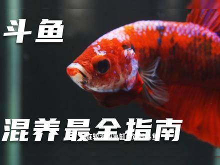 斗鱼混养最全指南 #玻璃中的大自然 #草缸造景 #生态缸 #水族造景 #养鱼日记 #斗鱼