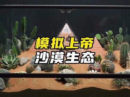 上帝模拟器 用60天的时间打造一个沙漠生态系统#上帝模拟器 #生态缸 #开眼界了 #鱼缸里的大自然 #养鱼日记
