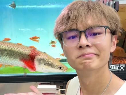 听说巨骨舌鱼吃东西有击杀特效？ #巨骨舌鱼 #养鱼日记 #鲁伟学长