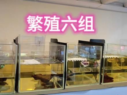 哈喽，我又来繁殖斗鱼了。#泰国斗鱼 #斗鱼繁殖 #绣球繁殖