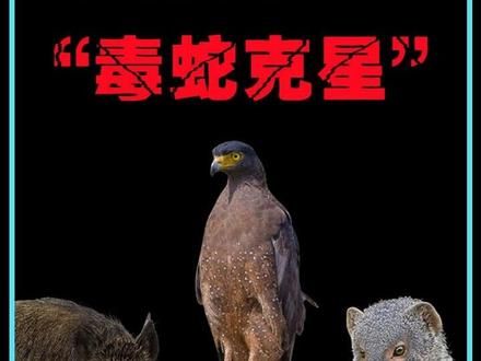 毒蛇最害怕的10种动物！ #动物 #动物世界 #毒蛇 #蛇的天敌 #神奇动物在抖音