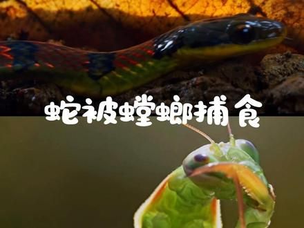 #上热门 #神奇动物在抖音 #毒蛇 #螳螂#蛇