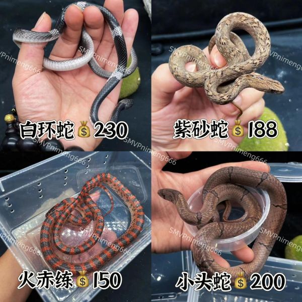 四款好养宠物蛇，均温顺无毒，饲养简单方便，感兴趣欢迎咨询～#爬宠 #异宠 #蛇 #蛇 #爬行动物