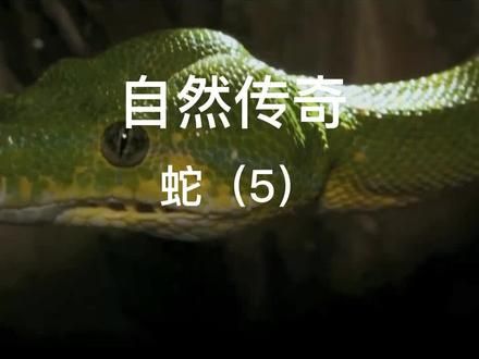 #蛇类科普 #毒蛇 #爬行动物 #蛇出没 #捕食瞬间