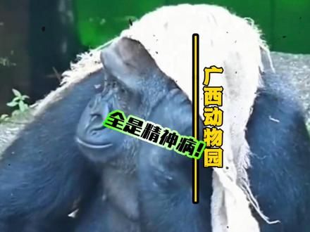 广西动物园的动物真的没有一个是正常的！！！！#南宁动物园 #广西