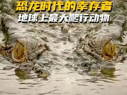 恐龙时代的幸存者：湾鳄如何成为地球上最大的爬行动物？ #动物 #爬行动物 #湾鳄 #自然奇境科普季 #动物世界