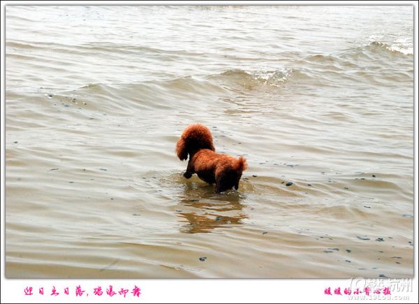 带狗狗自驾青岛威海烟台游，各种快乐及心酸