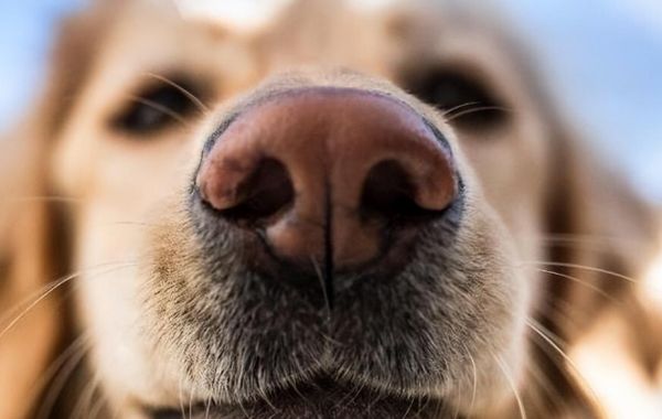 狗狗很健康的 6 个表现，说明你把它养的很好！